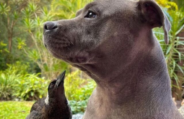 Peggy cucciola Staffordshire bull terrier e la gazza Molly sono diventate amiche