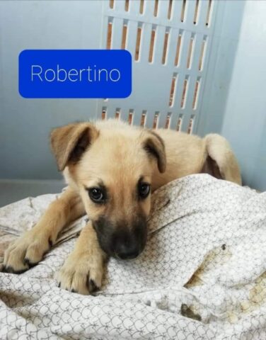 Robertino, il cucciolo che si è chiuso nel suo mondo di solitudine ha bisogno di una famiglia