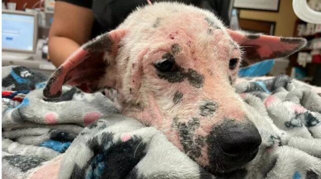 Cucciolo di cane viveva nel degrado e nella malattia