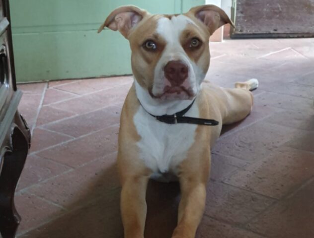 Altopascio, persa un’American Pitbull di nome Nala, la cagnolina non può restare in strada