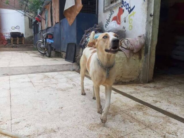 Cucciolo di cane corre veloce verso l’uomo che lo ha salvato