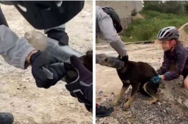 Cucciolo di cane incastrato in una bottiglia: la sua liberazione