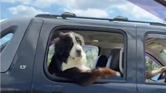 Cucciolo di cane poggia la zampa sul finestrino come un vero camionista