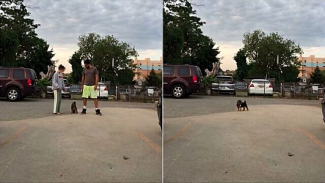 Cucciolo di cane posto di fronte ad una sfida: chi sceglierà?