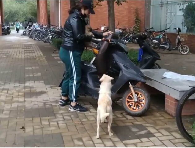 Cucciolo di cane salutato con le lacrime dalla mamma