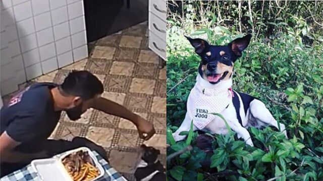 Il cane corre dal suo padrone non appena sente il rumore di qualcosa da mangiare; la divertente scena