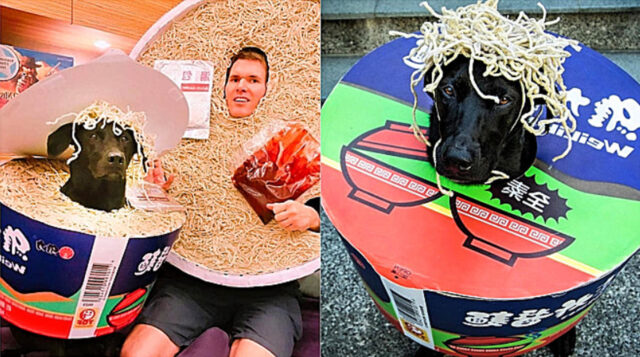 Il cane e il suo padrone festeggiano Halloween con degli insoliti costumi da noodles