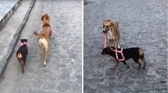 Cucciolo di cane porta a spasso la sua sorellina: le immagini