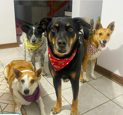 Cuccioli di cane aspettano che la loro padrona esca dal bagno