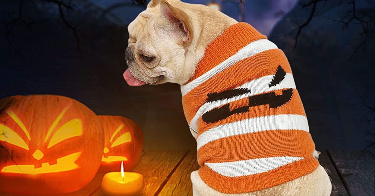 5 Costumi Di Halloween Per Cani Quelli Più Stravaganti Per Fido