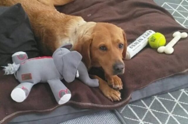 La cucciola di Labrador Connie si fida di nuovo dell’uomo