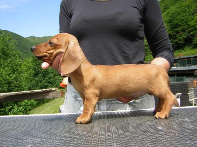 Una cucciola di Bassotto camminava da sola per strada