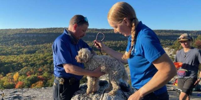 Cucciola di cane Liza è stata salvata dai soccorritori dopo una caduta