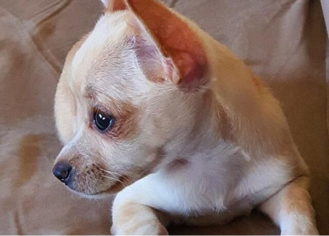 La cucciola di chihuahua Raya ha rischiato la morte a causa della burocrazia