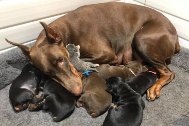 La cucciola di Doberman Ruby  ha un grandissimo cuore