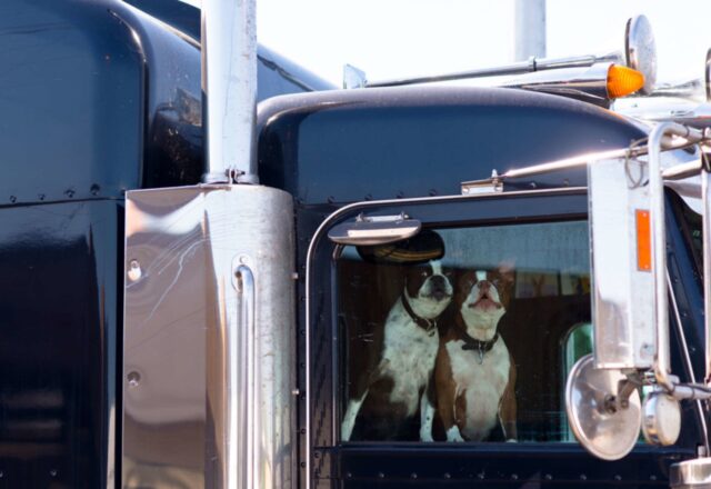 I cuccioli di cane camionisti viaggiano per tutto il Paese con gli umani