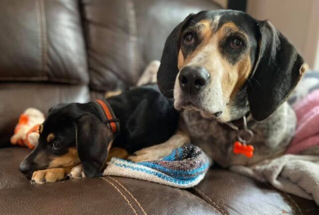 Cuccioli di cane da compagnia sono stati barbaramente uccisi nella propria casa