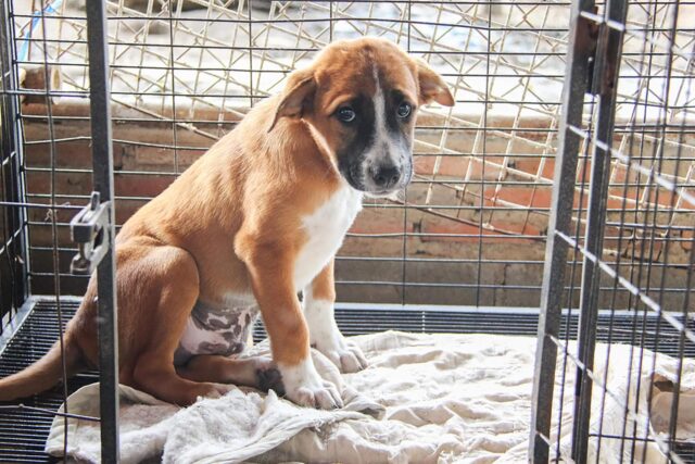 Cuccioli di cane nei rifugi in aumento: con il lavoro in presenza non c’è più tempo per i pelosi (VIDEO)