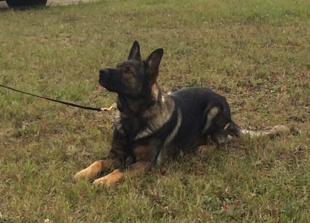 I cuccioli di cane poliziotti adesso hanno un parco in loro onore