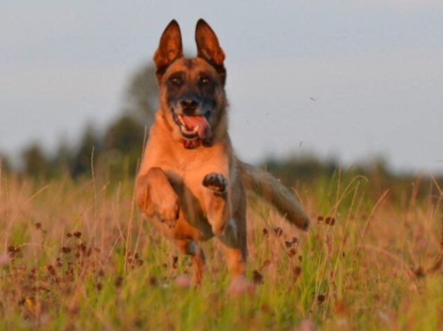 Cuccioli di cane poliziotto possono trascorrere la pensione insieme