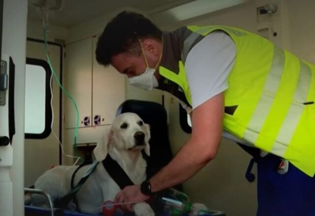 Cuccioli di cane possono usufruire, in Svizzera, di un servizio sanitario h24