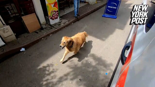 Un cucciolo Golden Retriever insegue l’ambulanza dove c’è la sua padrona (VIDEO)