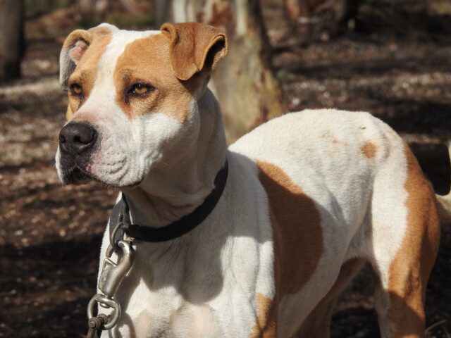 Cucciolo Pitbull protegge la proprietaria da un ladro che entra in casa (VIDEO)