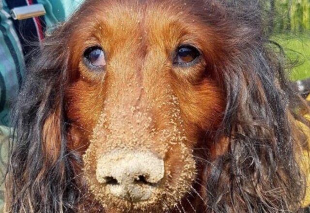 Un cucciolo di Bassotto cade sempre nella stessa tana di un tasso