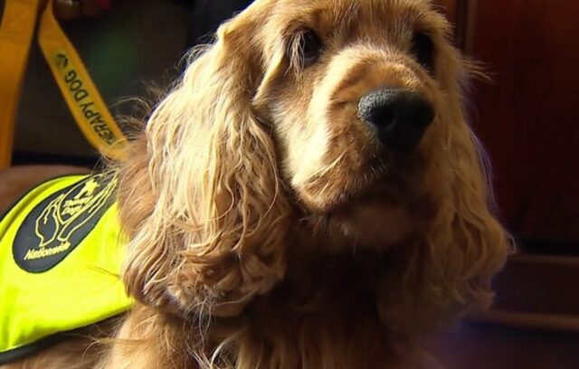 Il  cucciolo di Cocker Spaniel Jamie aiuta nella gestione del lutto