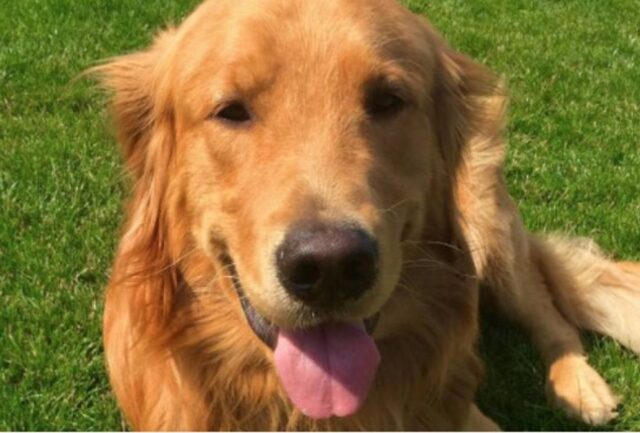 Il cucciolo di Golden Retriever Kenyon ha trovato un tubo in giardino