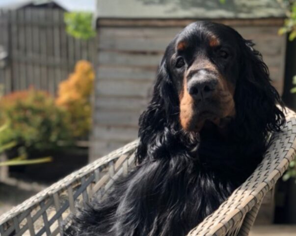 Il cucciolo di Gordon Setter Ralph è il primo cane sottoposto ad nuova tecnica di radioterapia