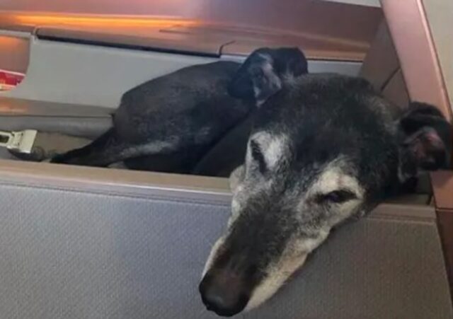 Il cucciolo di Levriero Lewis ha viaggiato per la prima volta in business class