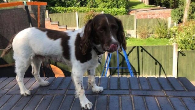 Il cucciolo di Springer Spaniel Daniel ha ingerito oltre 200 sassolini