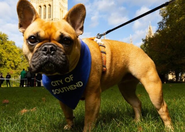 La cucciola di Bulldog francese Vivienne ha vinto il premio Westminster