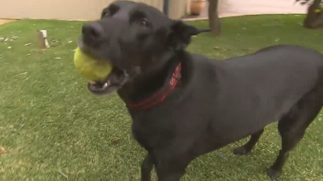 Il cucciolo di cane Harley ha salvato la vita della sua proprietaria