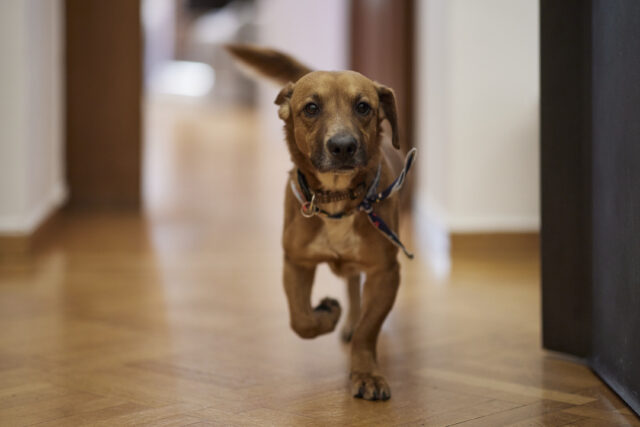 Il cucciolo di cane Peanut interrompe una conferenza stampa