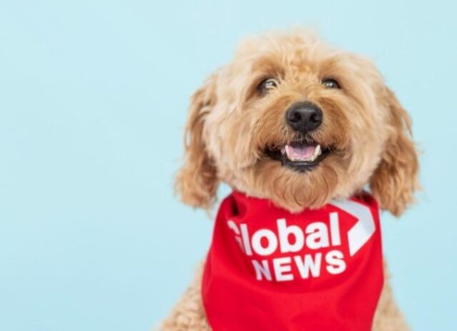 Il cucciolo di goldendoodle Storm interrompe le previsioni meteo in diretta (VIDEO)