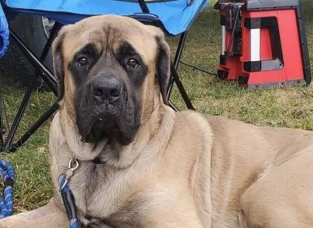 Il cucciolo di Mastino George, tra le fiamme, ha trovato un nuovo padrone