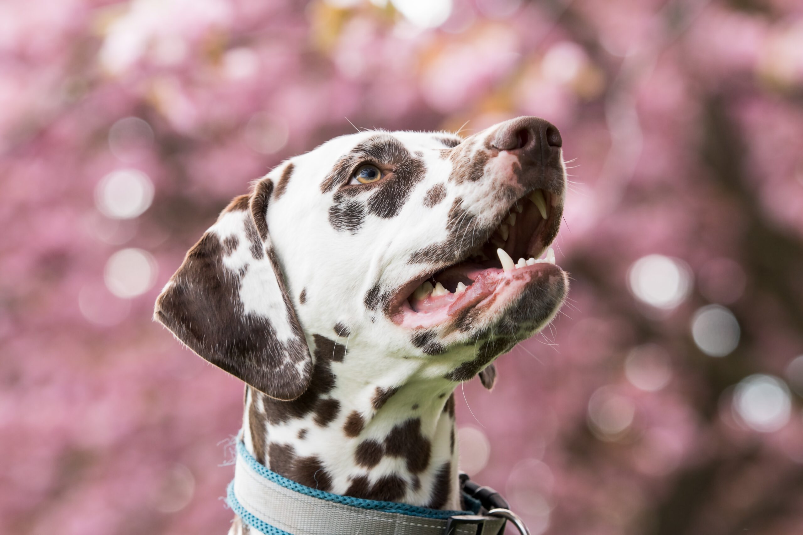 I dalmata sono spesso sordi da un solo orecchio: il vero motivo » Animali  nel mondo