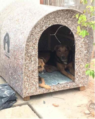 Cuccioli di cane hanno una casa anche se randagi: vediamo perché