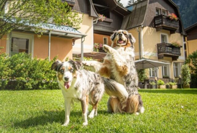 Hotel per i cuccioli di cane in cui il peloso ha dei servizi dedicati totalmente a lui