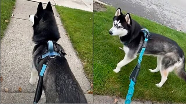 Cucciolo di cane resta sbalordito dalle decorazioni del vicinato