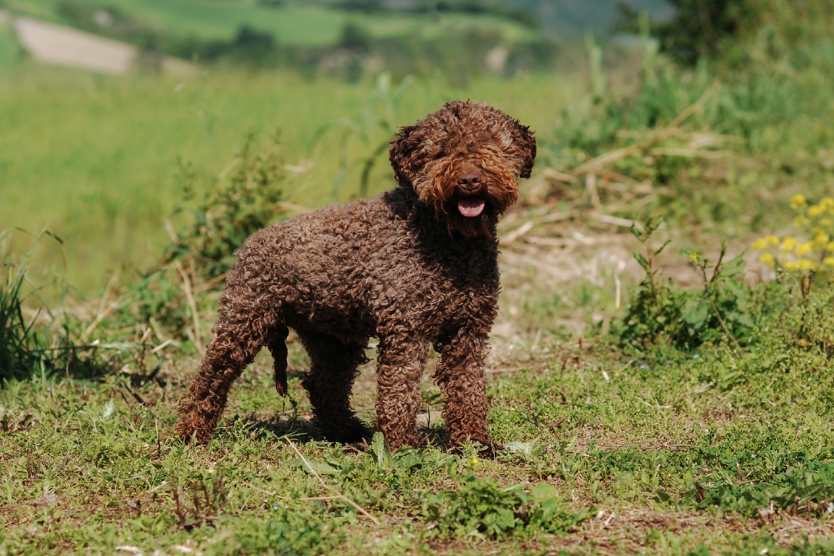 Lagotto Romagnolo Carattere Cure Curiosità E Consigli Su Questa Razza