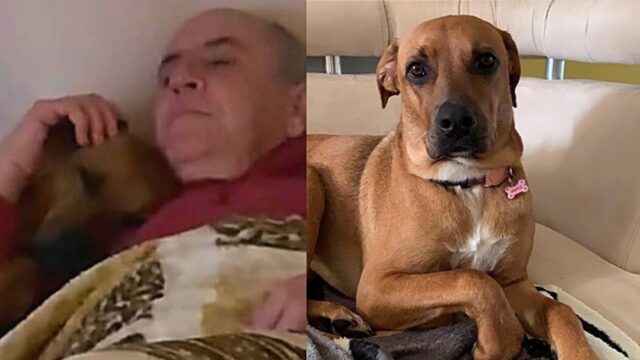 Nonno conquistato dalla tenerezza della cagnolina Lina