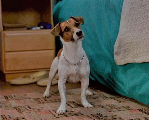 Max cucciolo di Jack Russel Terrier è Milo nel film “The Mask”(VIDEO)