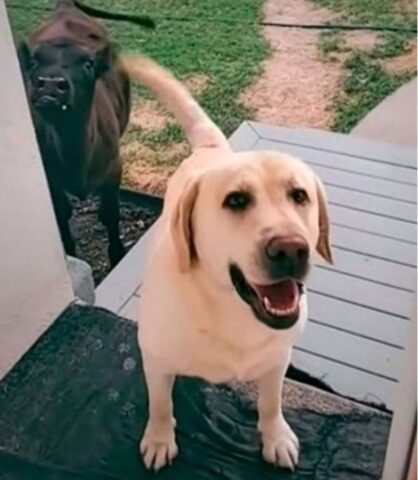 Cucciolo di cane porta a casa un’amica molto particolare