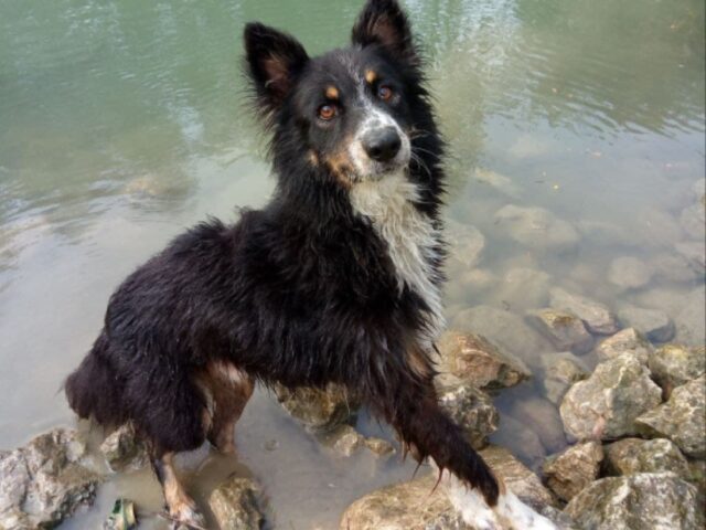 Padova, Baloo è stato rapito, qualcuno ha preso il cane dal giardino e l’ha portato via