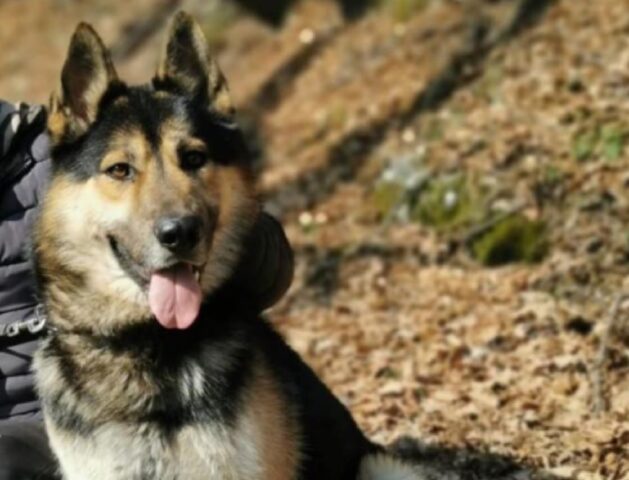 Pedrinate, un cane Pastore Tedesco si perde nei boschi della zona, forse ha attraversato il confine