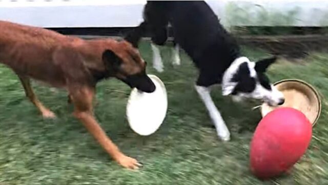 Cucciolo di cane insegna al suo amico a giocare ad hockey