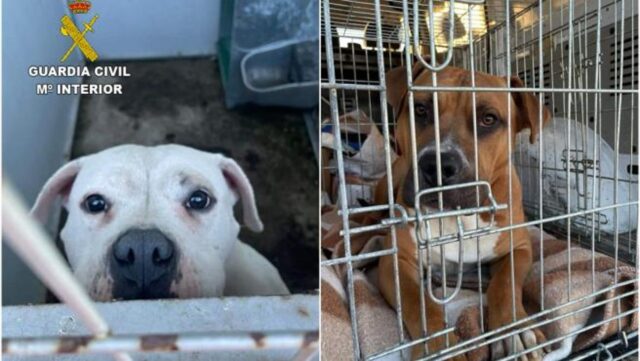 Due poliziotti salvano cuccioli di cane che hanno rischiato di perdere la vita